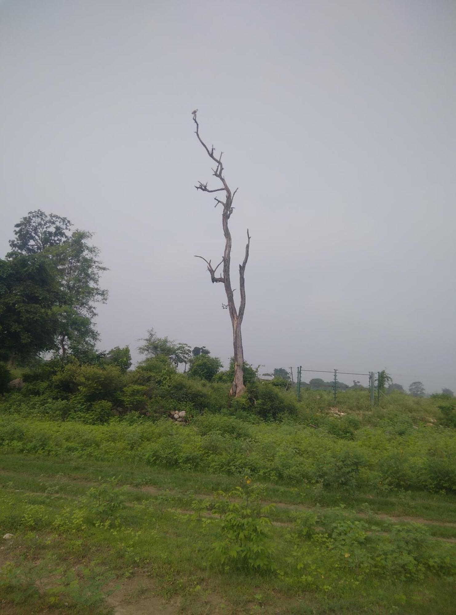 Corbett Bhavesh Home Stay Jhirna 객실 사진